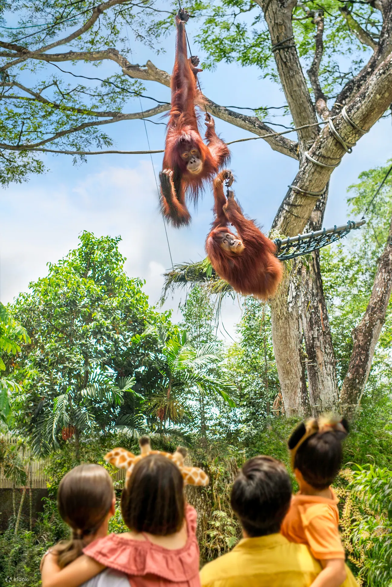 orang utan island ah meng